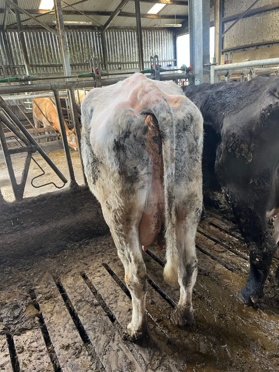 Foster cow - Image 3