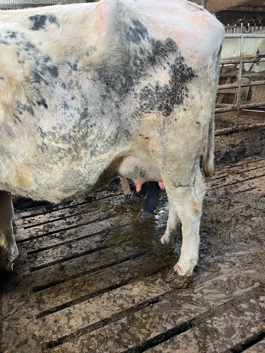 Foster cow - Image 4