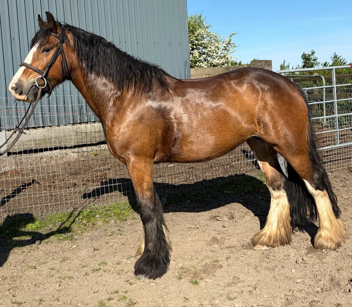 Heavy old fashioned mare 15.2hh - Image 1