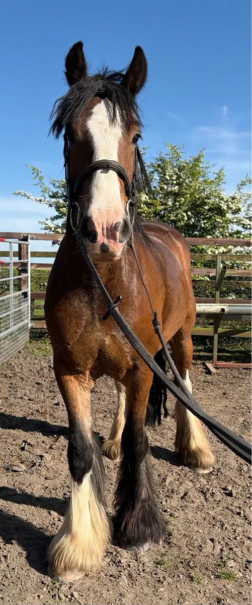 Heavy old fashioned mare 15.2hh - Image 2