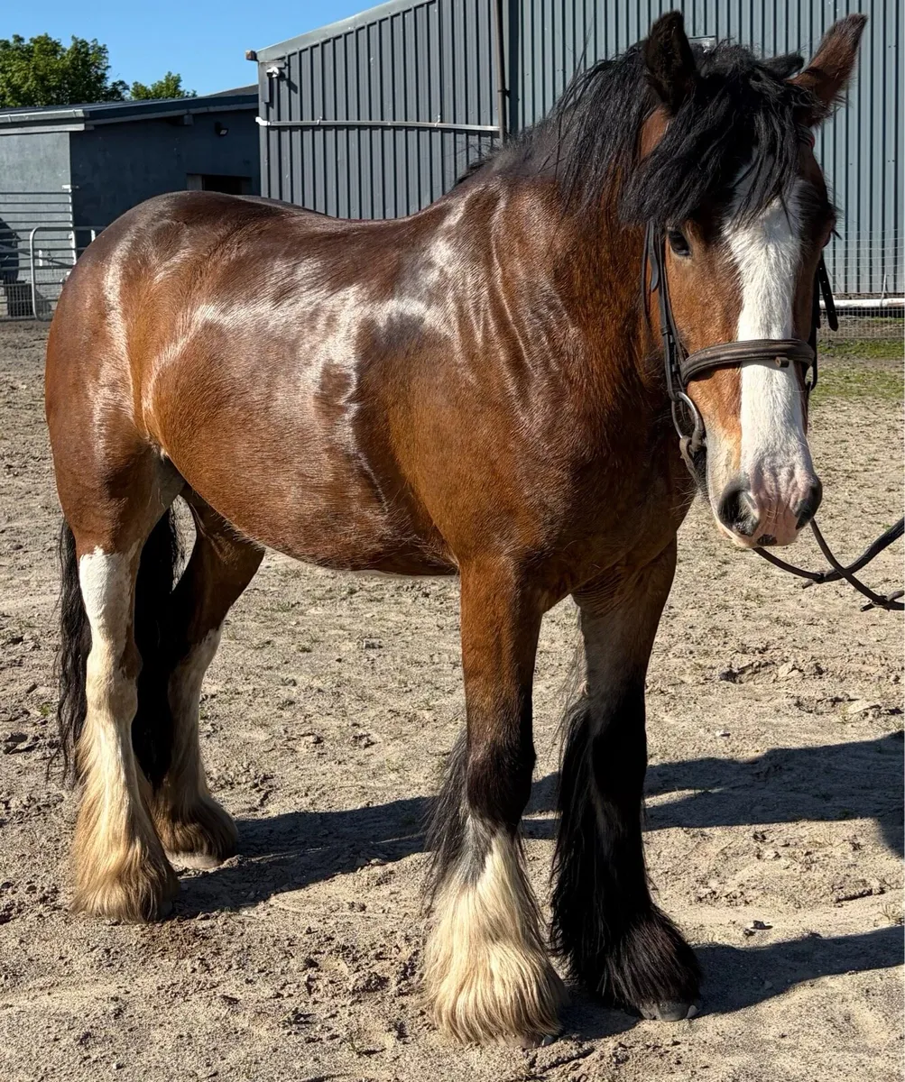 Heavy old fashioned mare 15.2hh - Image 3