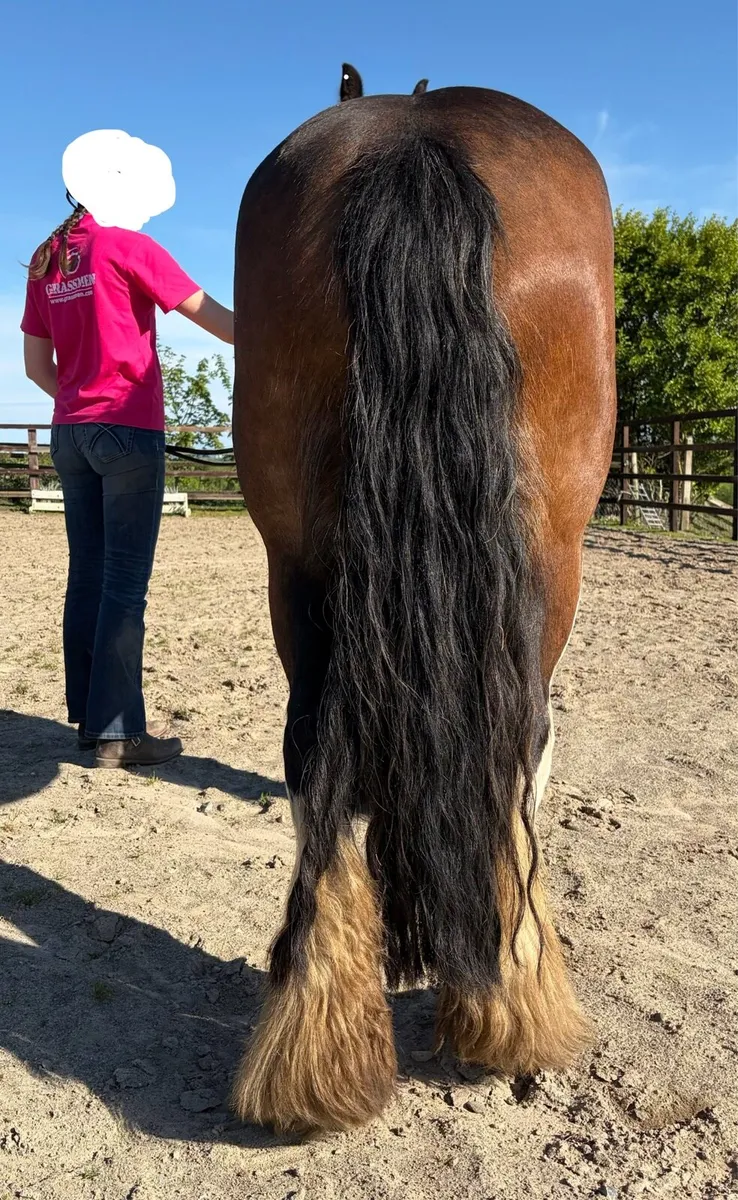 Heavy old fashioned mare 15.2hh - Image 4