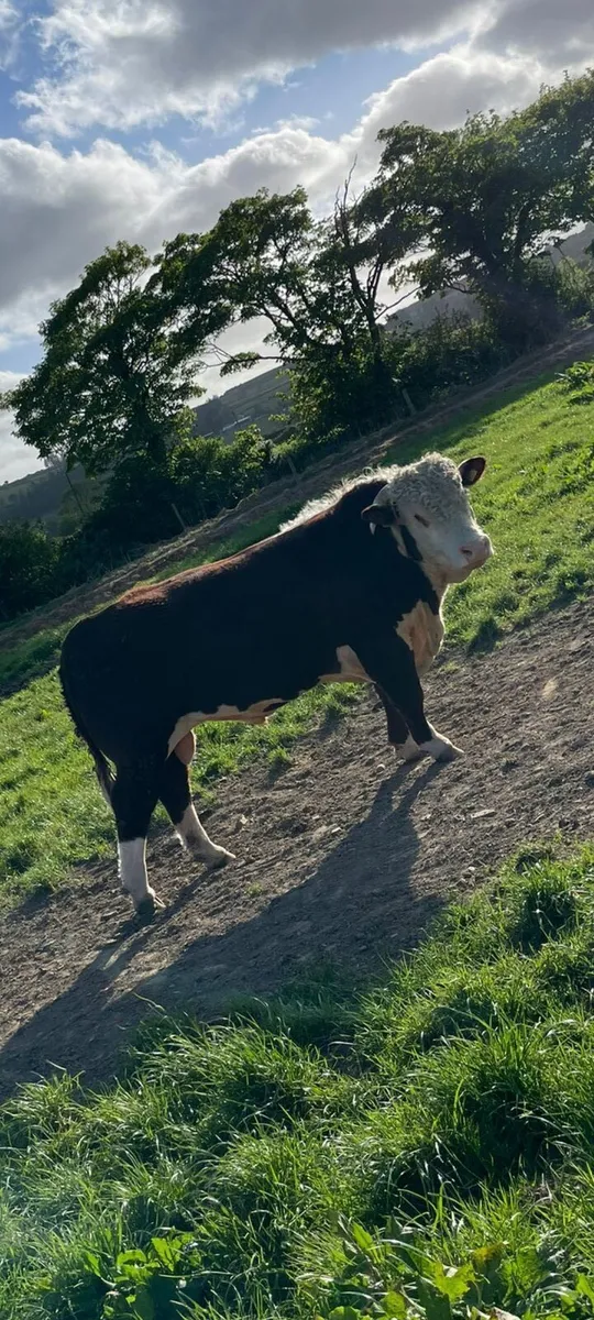 Purebred Bulls for sale - Image 1
