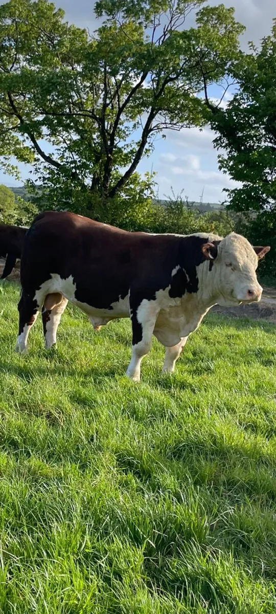 Purebred Bulls for sale - Image 2