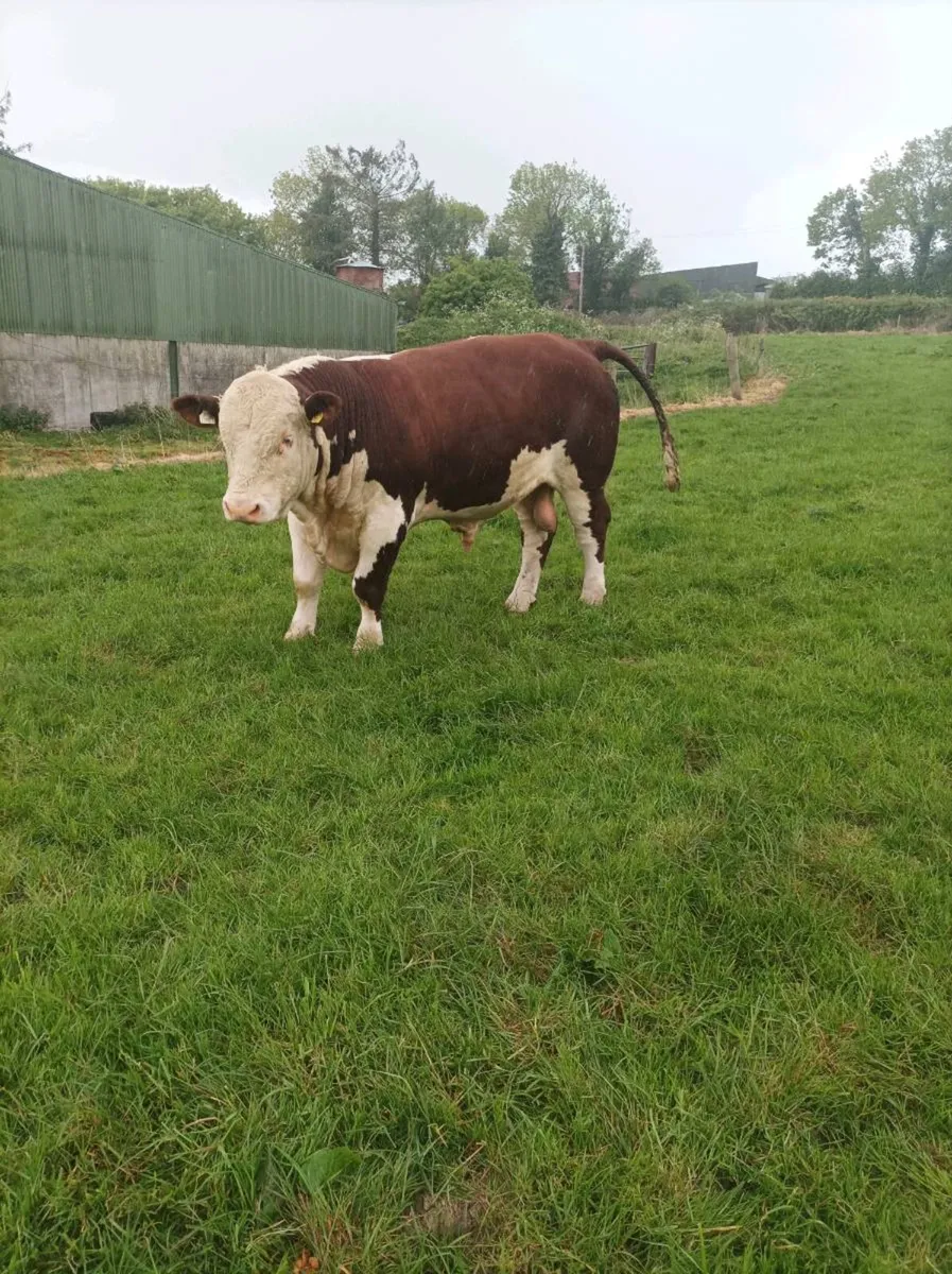 Purebred Bulls for sale - Image 3