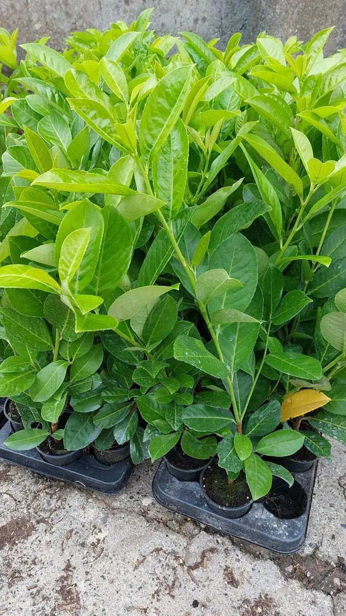Laurel Hedging - Image 1