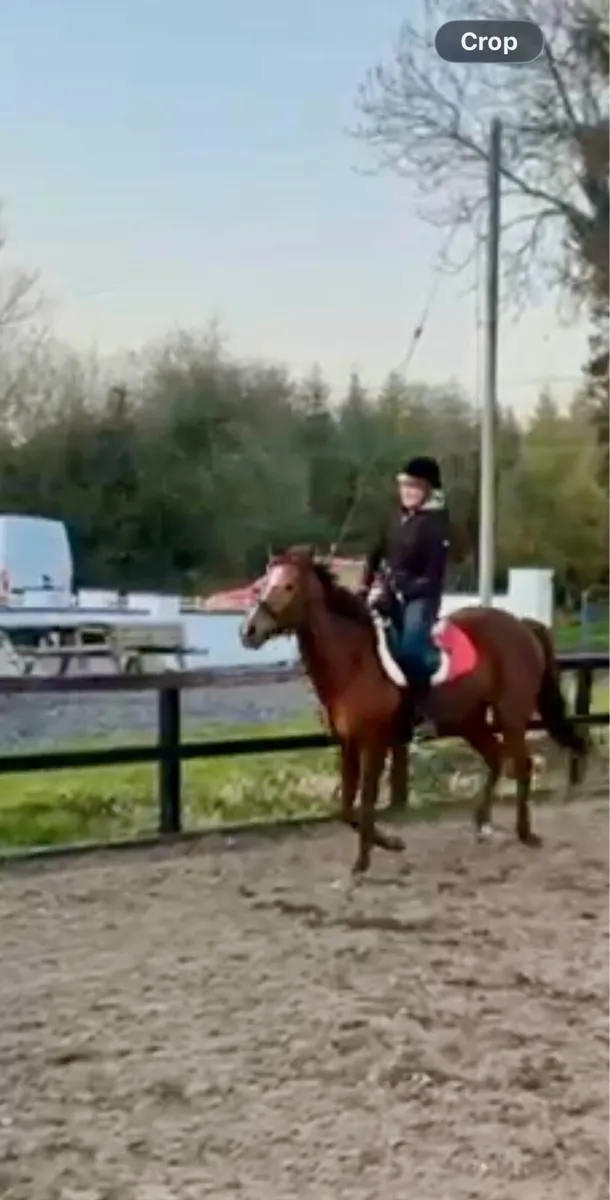 16.1 hh gelding - Image 1