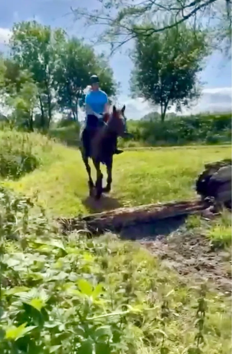 16.1 hh gelding - Image 2