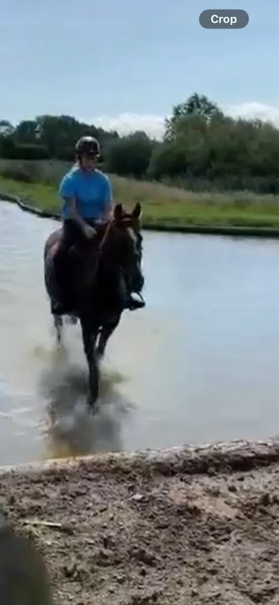 16.1 hh gelding - Image 3
