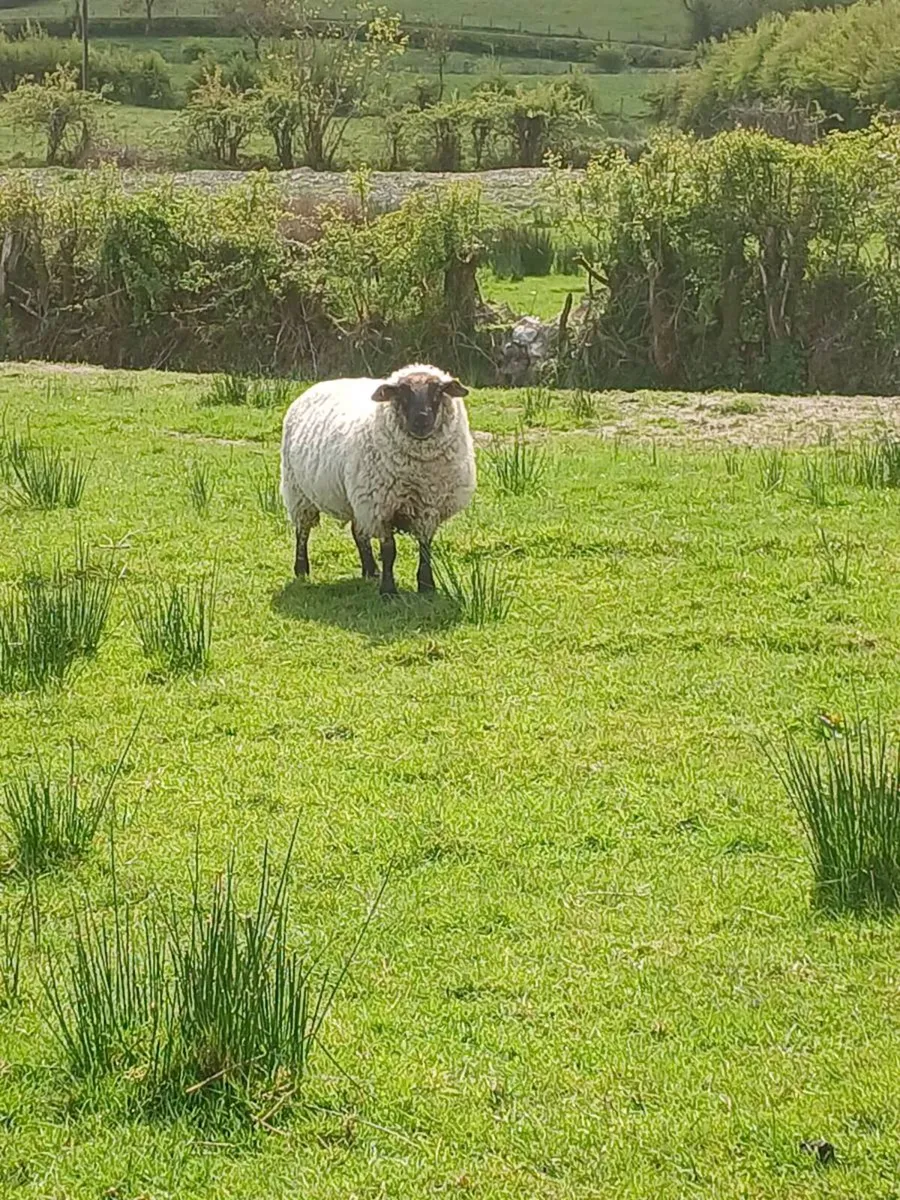 Suffolk x hoggets - Image 2