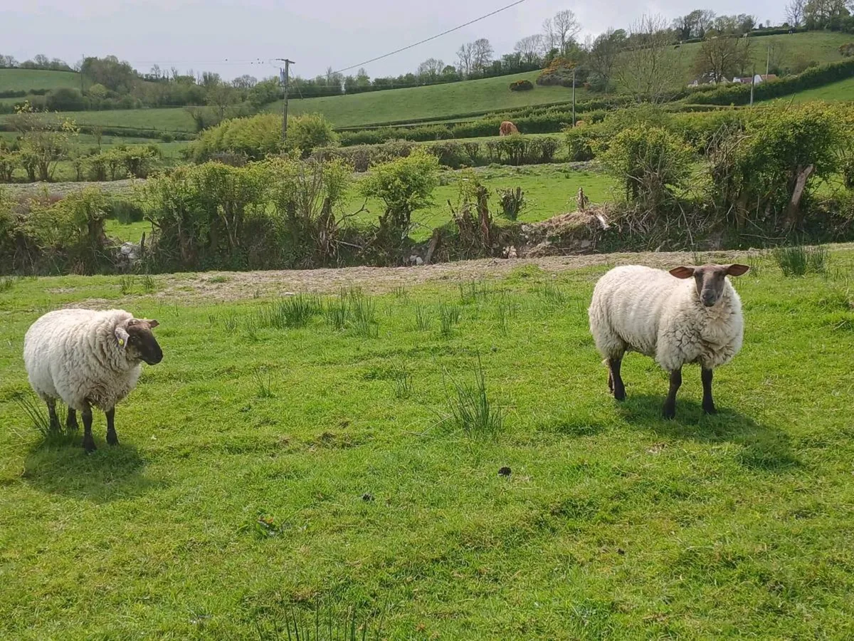 Suffolk x hoggets - Image 1