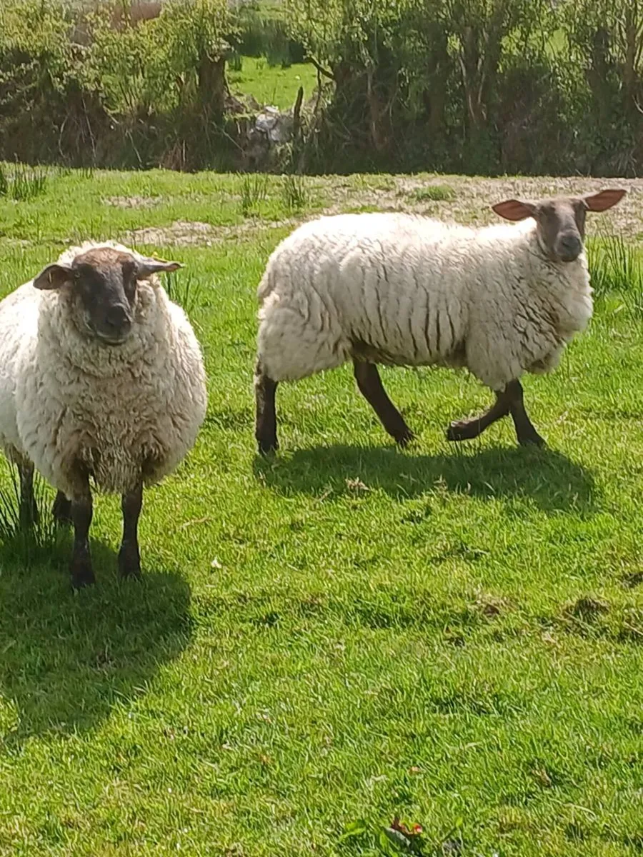 Suffolk x hoggets - Image 3