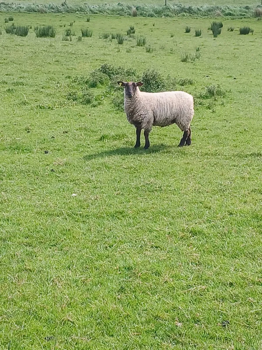 Suffolk x hoggets - Image 4