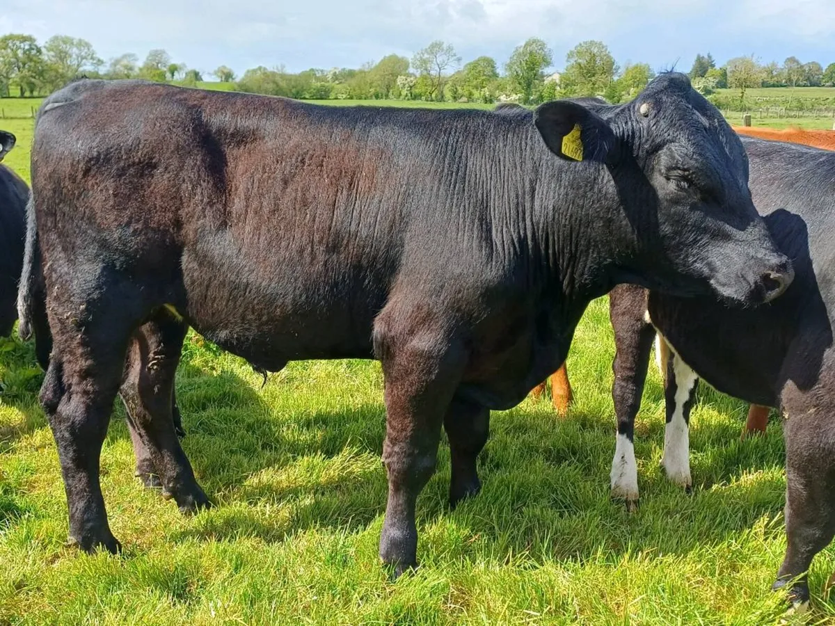 TEASER BULL FOR SALE - Image 2