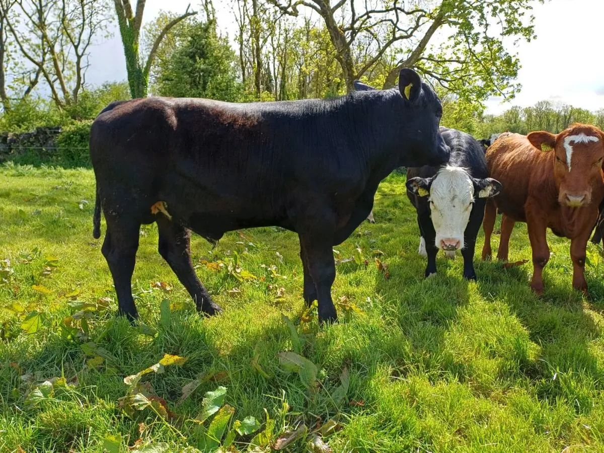 TEASER BULL FOR SALE - Image 3
