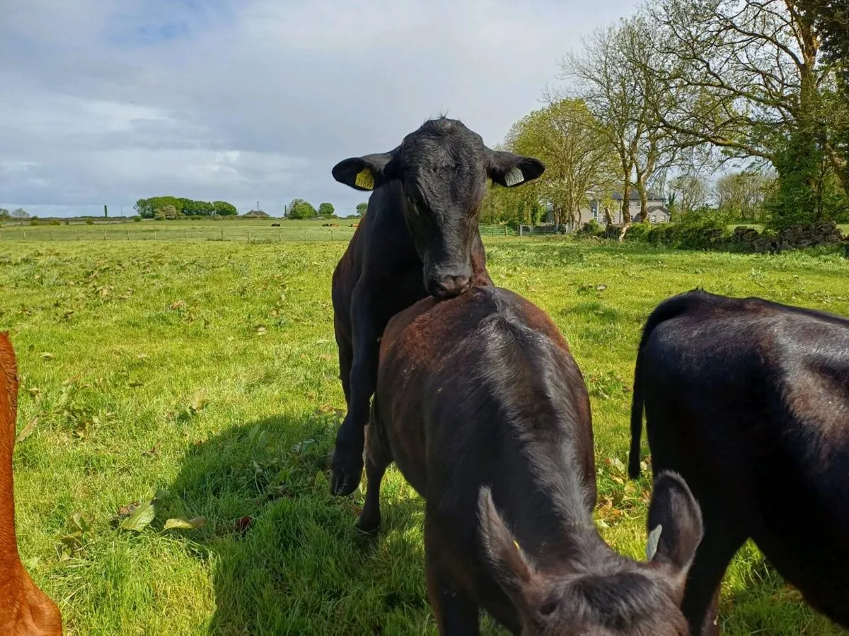TEASER BULL FOR SALE - Image 4