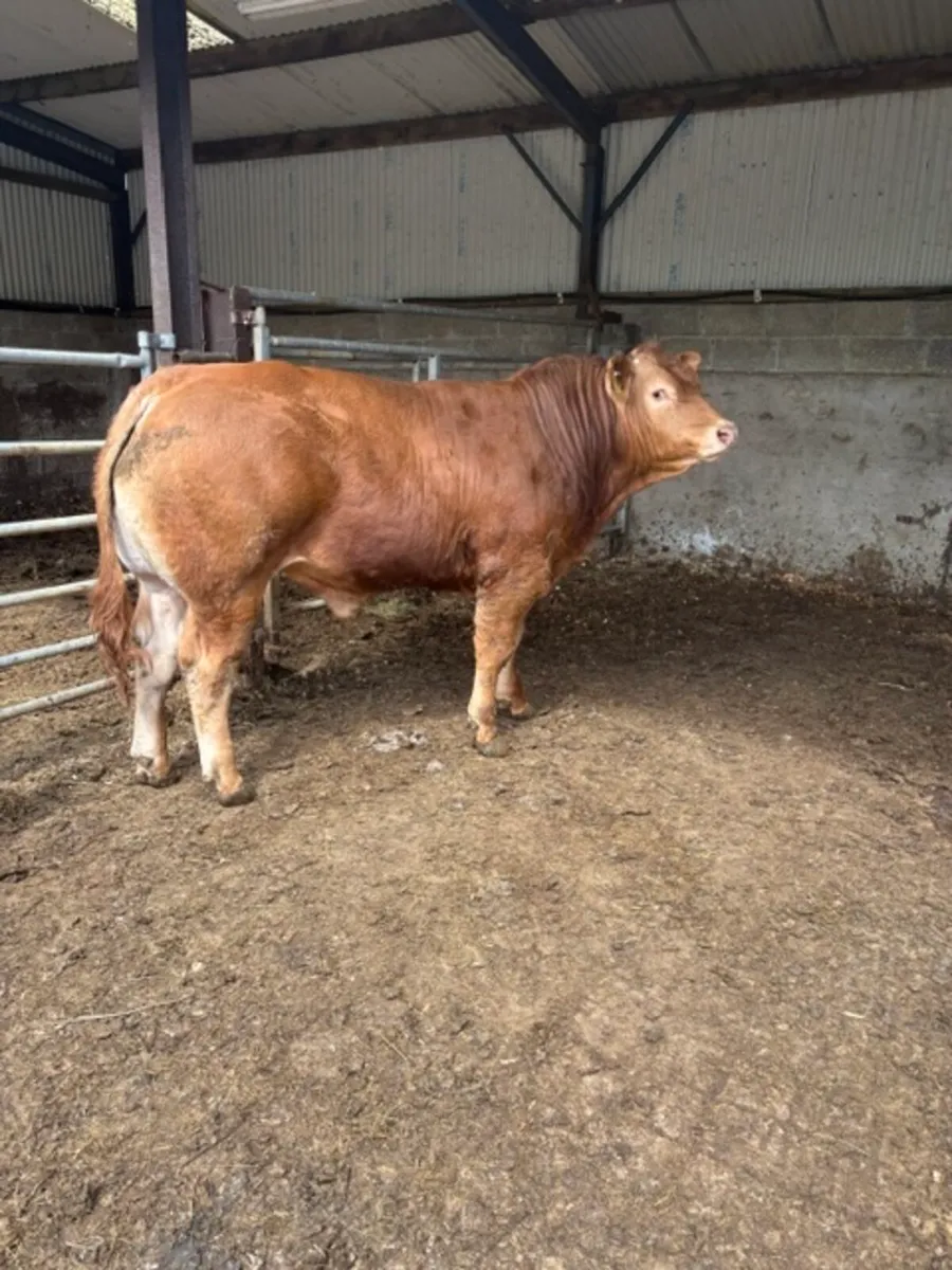 Limousin Bulls - Image 1