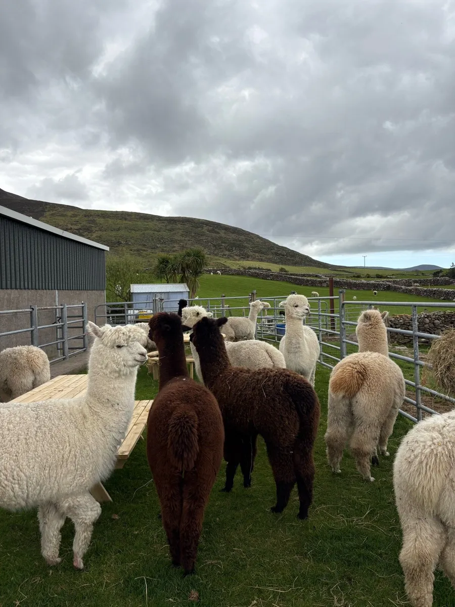 Female alpacas - Image 1
