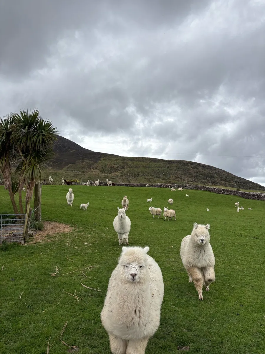 Female alpacas - Image 2