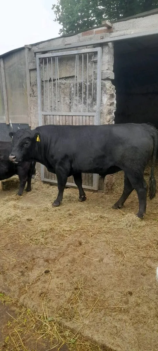Dexter Polled Bull - Image 1