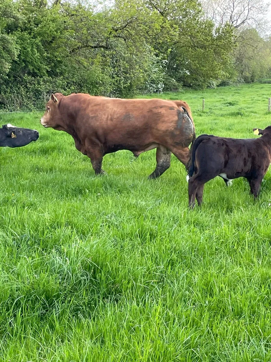 Limousin Bull - Image 1