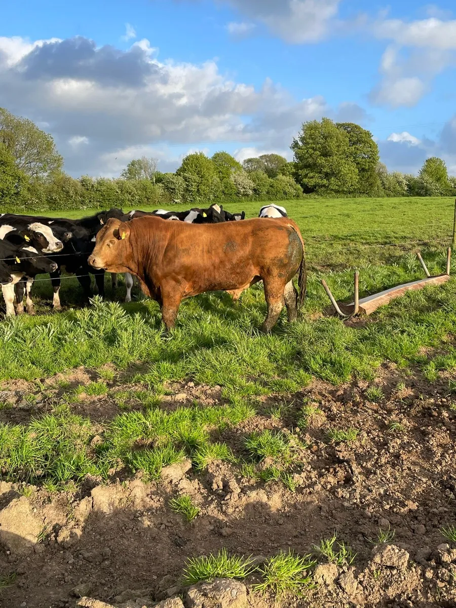 Limousin Bull - Image 2