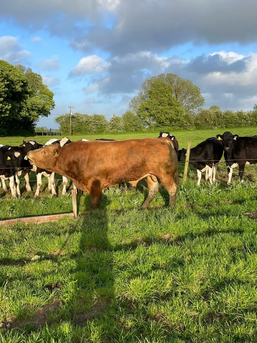Limousin Bull - Image 3