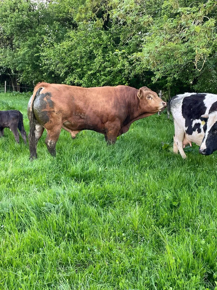 Limousin Bull - Image 4