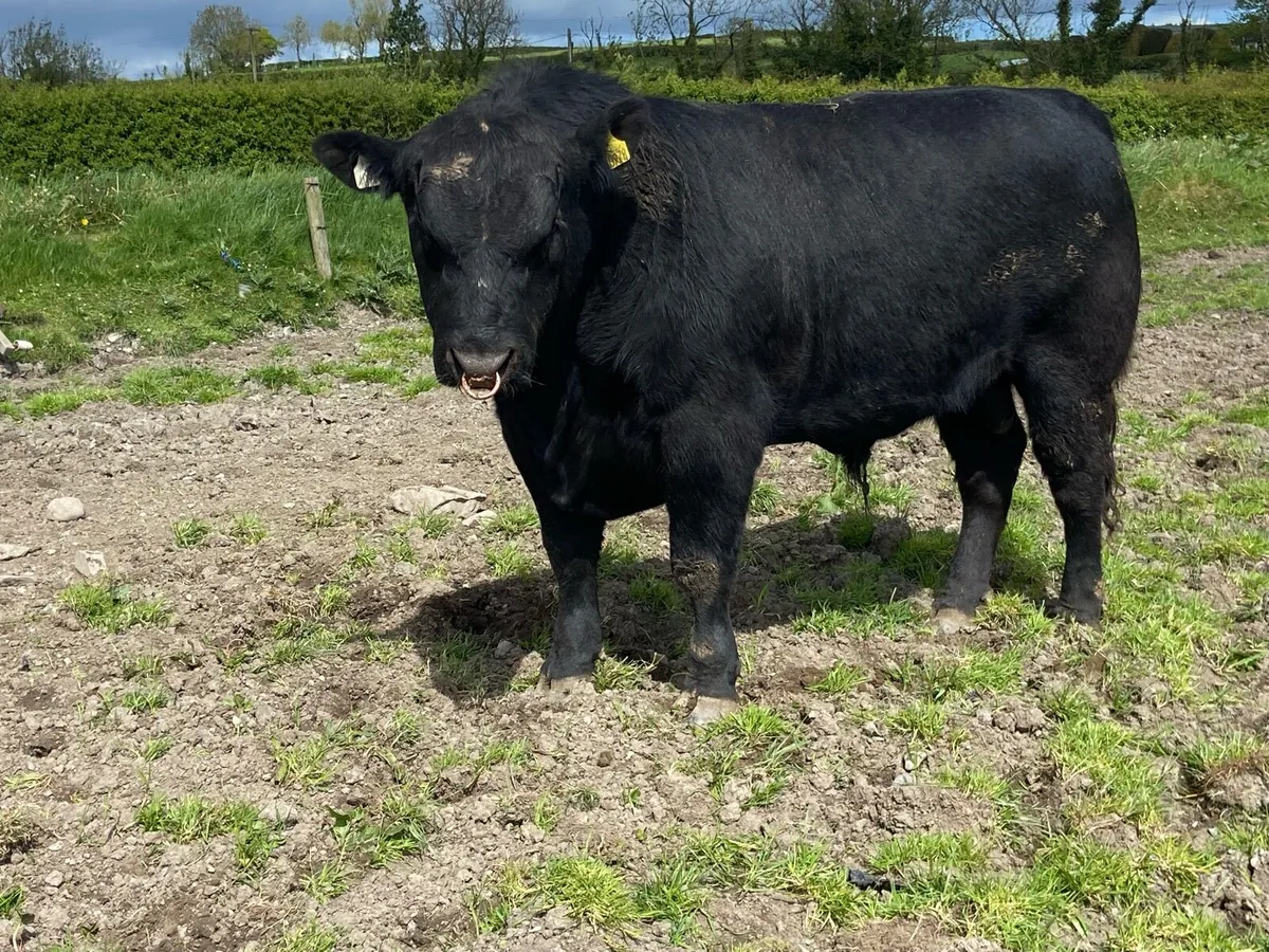 ANGUS BULL - Image 1