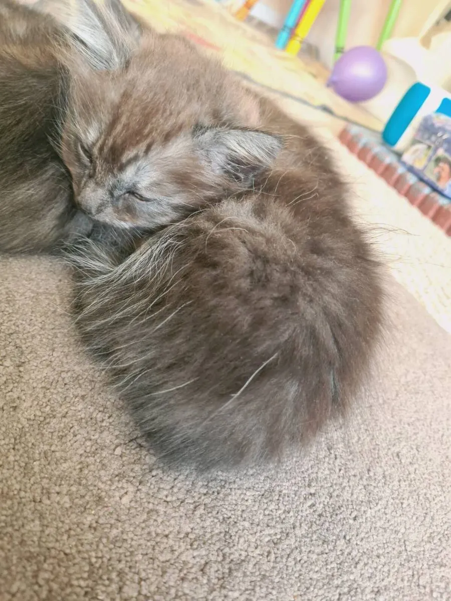 Kittens - Image 4