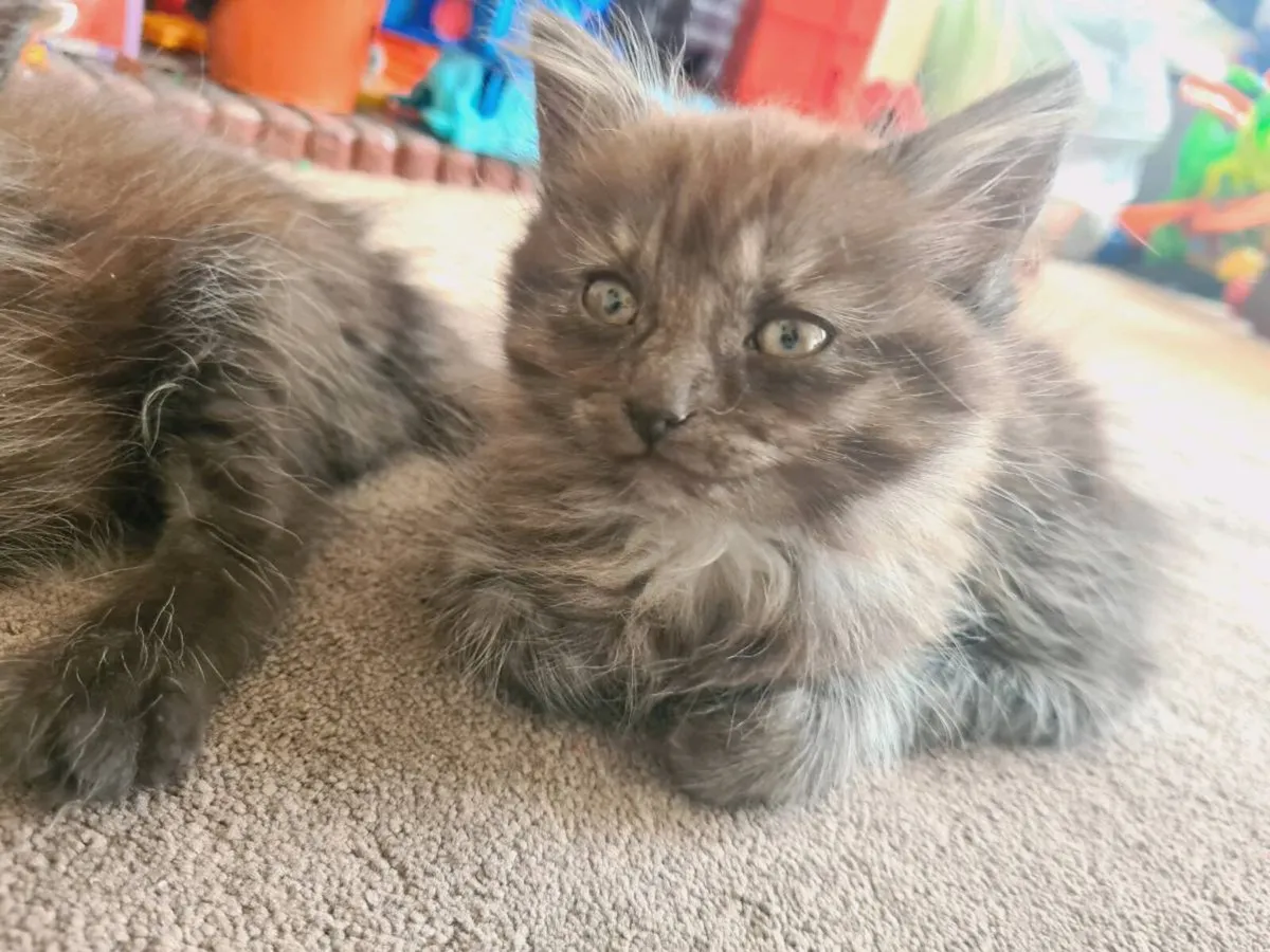 Kittens - Image 1
