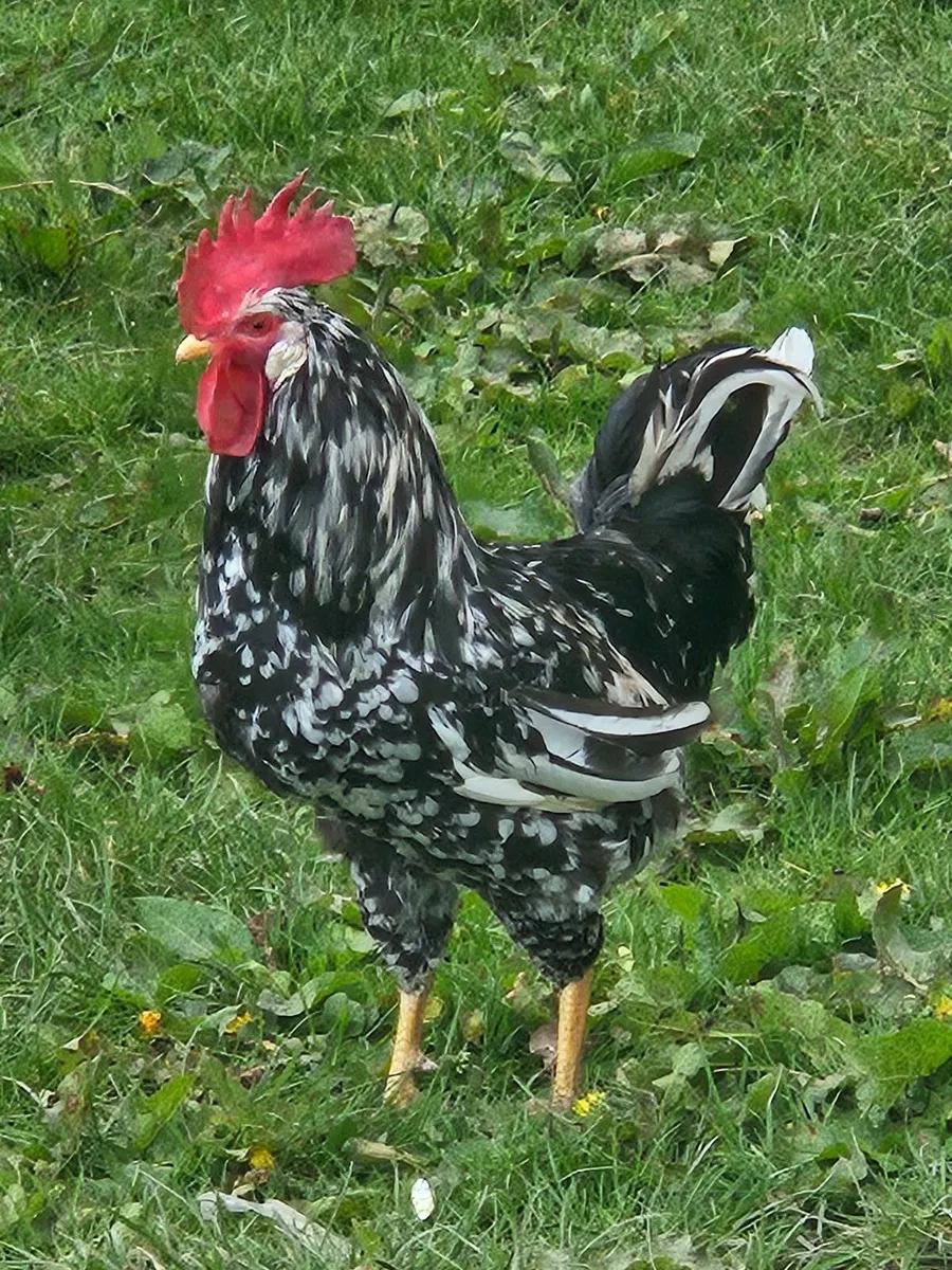 Exchequer leghorn rooster