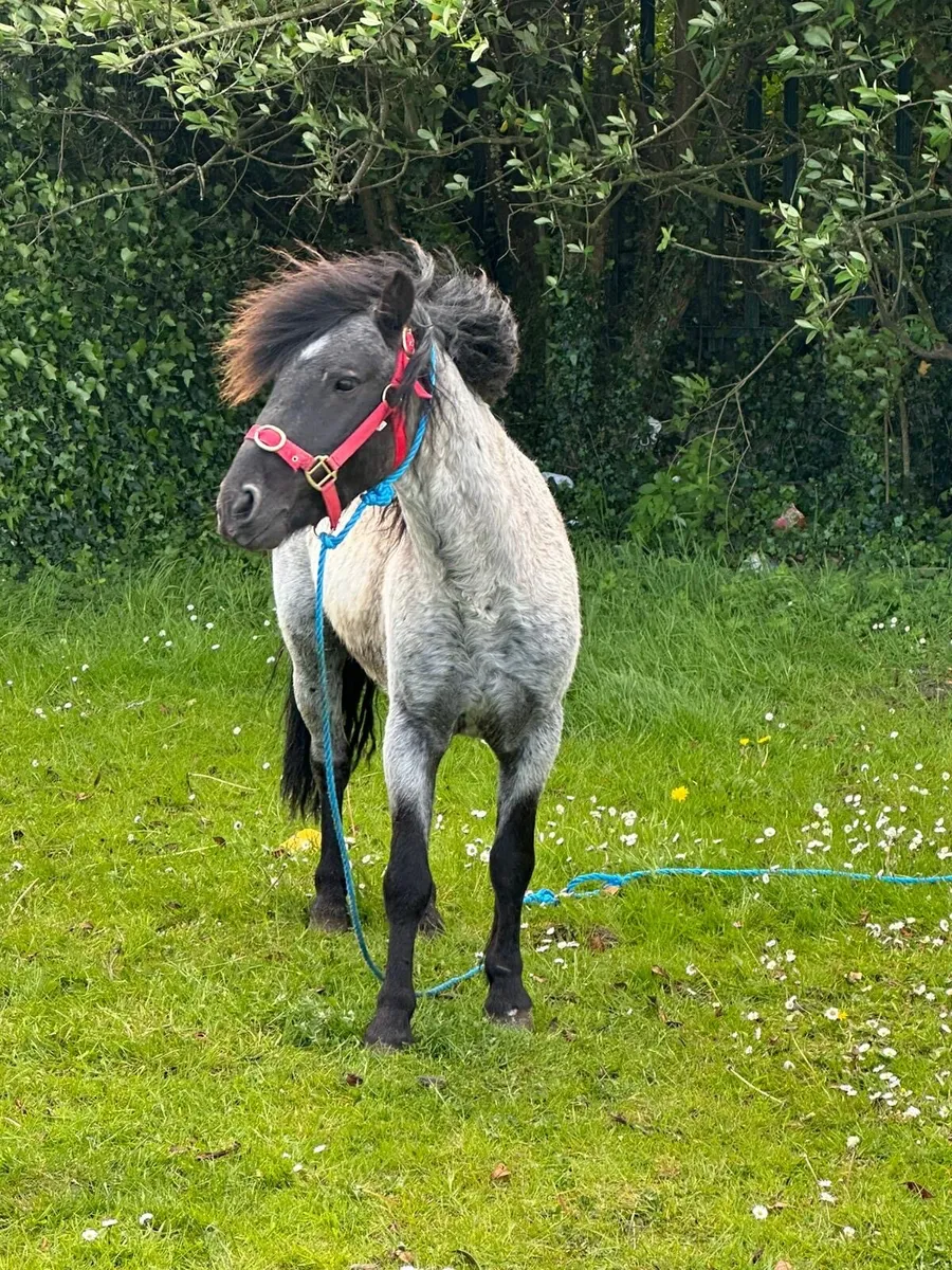 3 year old blue roan 10.2 full staillon - Image 1