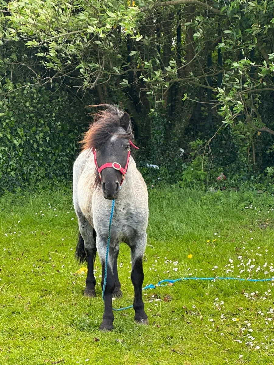 3 year old blue roan 10.2 full staillon - Image 2