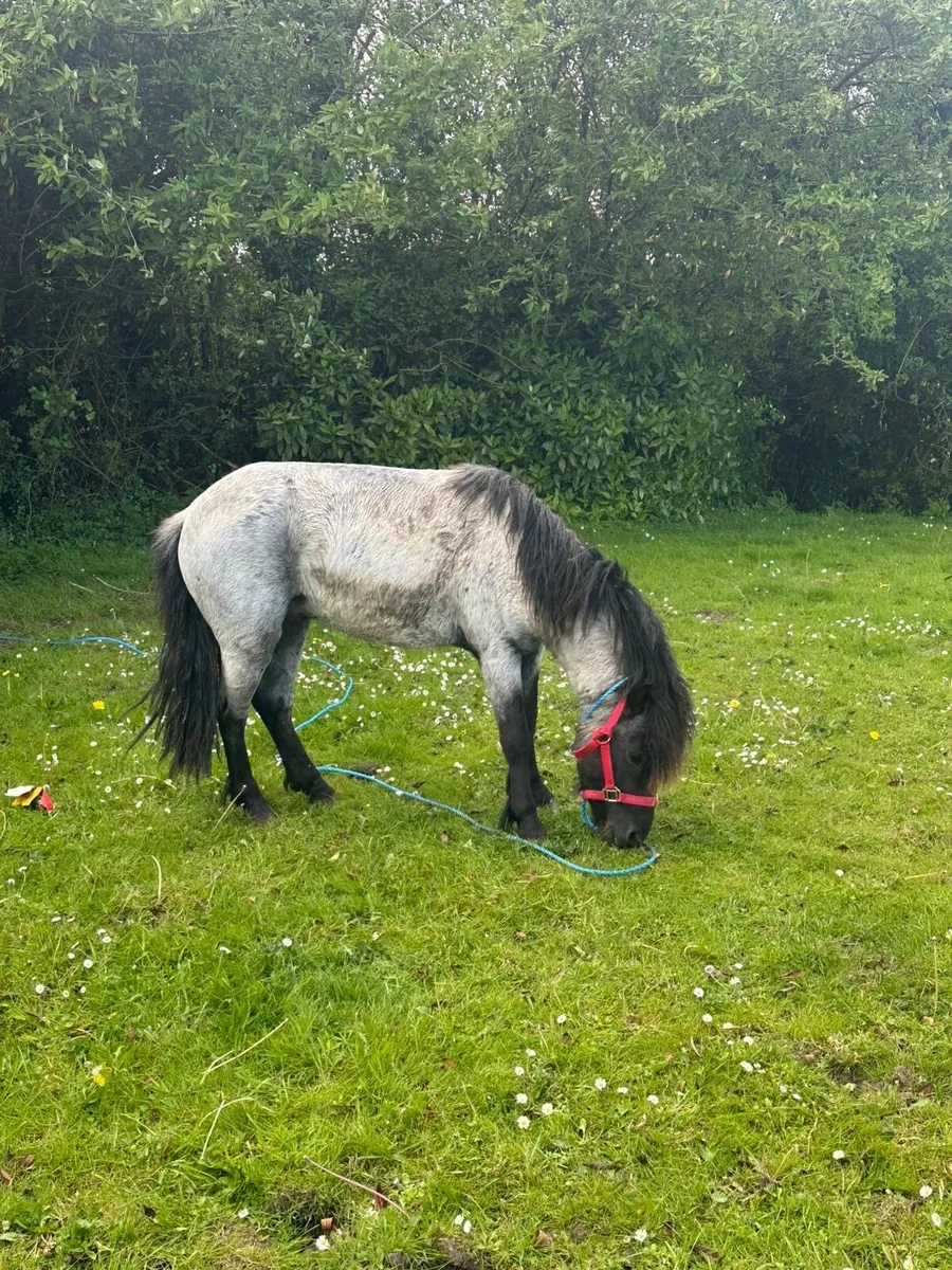 3 year old blue roan 10.2 full staillon - Image 3