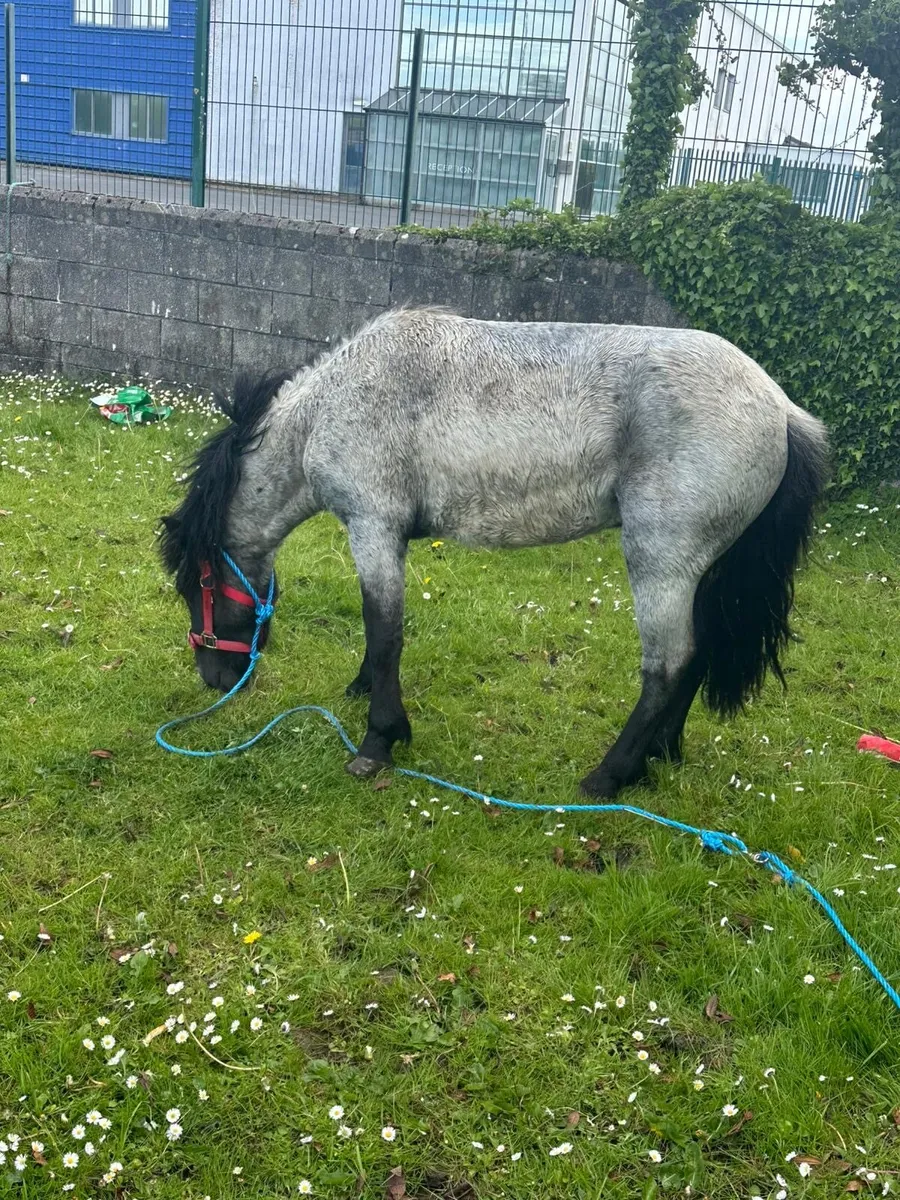 3 year old blue roan 10.2 full staillon - Image 4