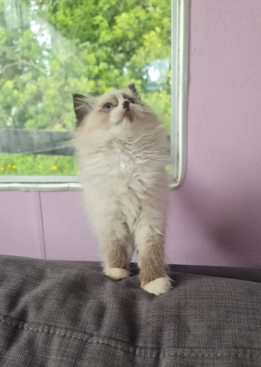 2 Adorable Ragdoll kittens - Image 1