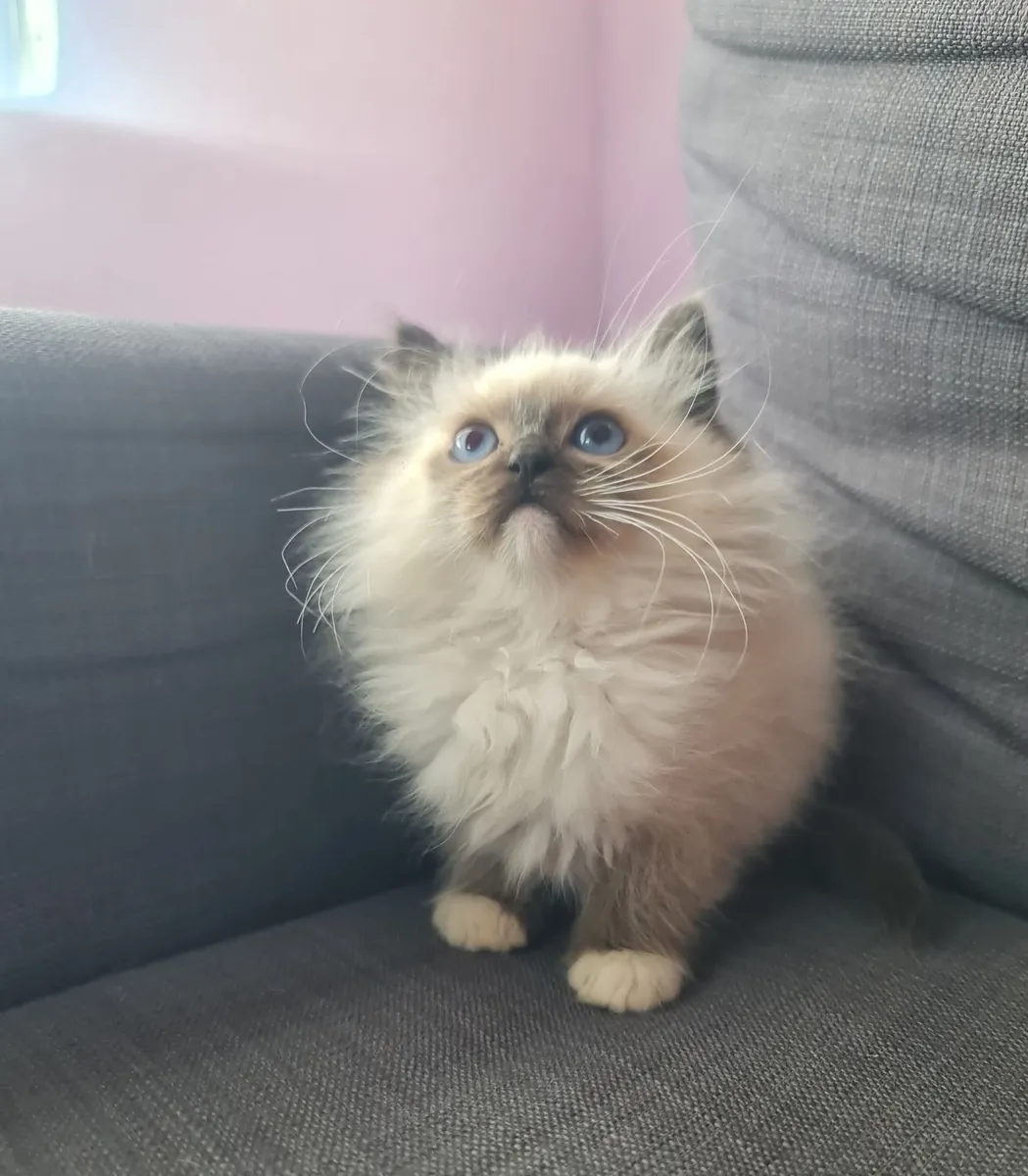 2 Adorable Ragdoll kittens - Image 2