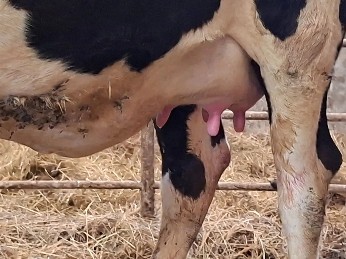 Calved heifer - Image 1