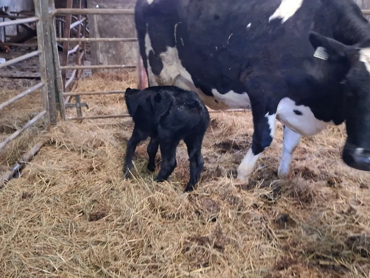 Calved heifer - Image 3