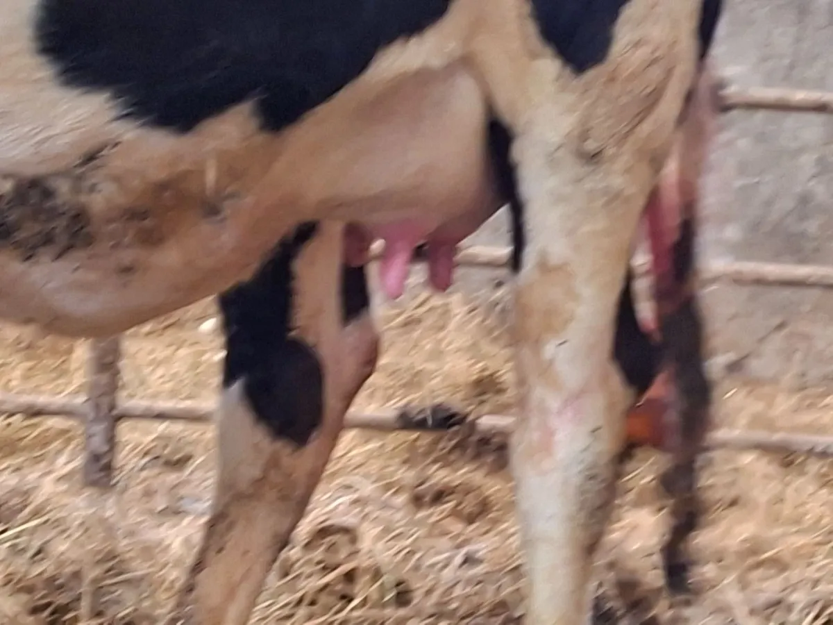 Calved heifer - Image 2