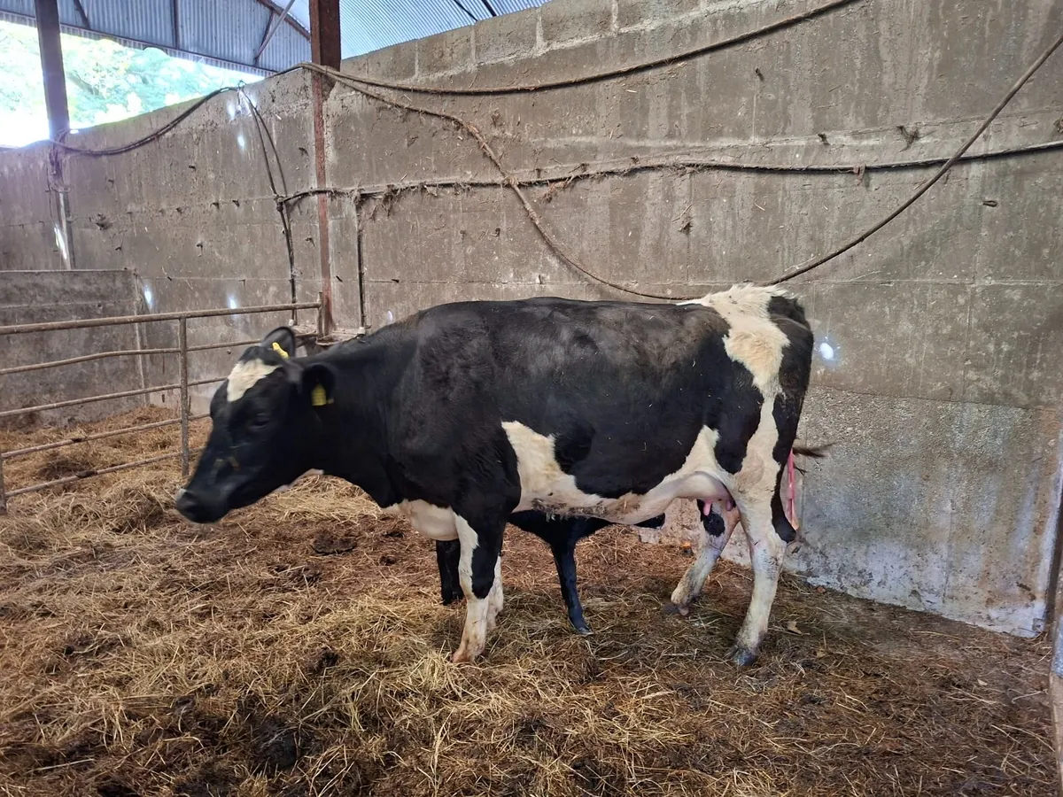 Calved heifer - Image 4