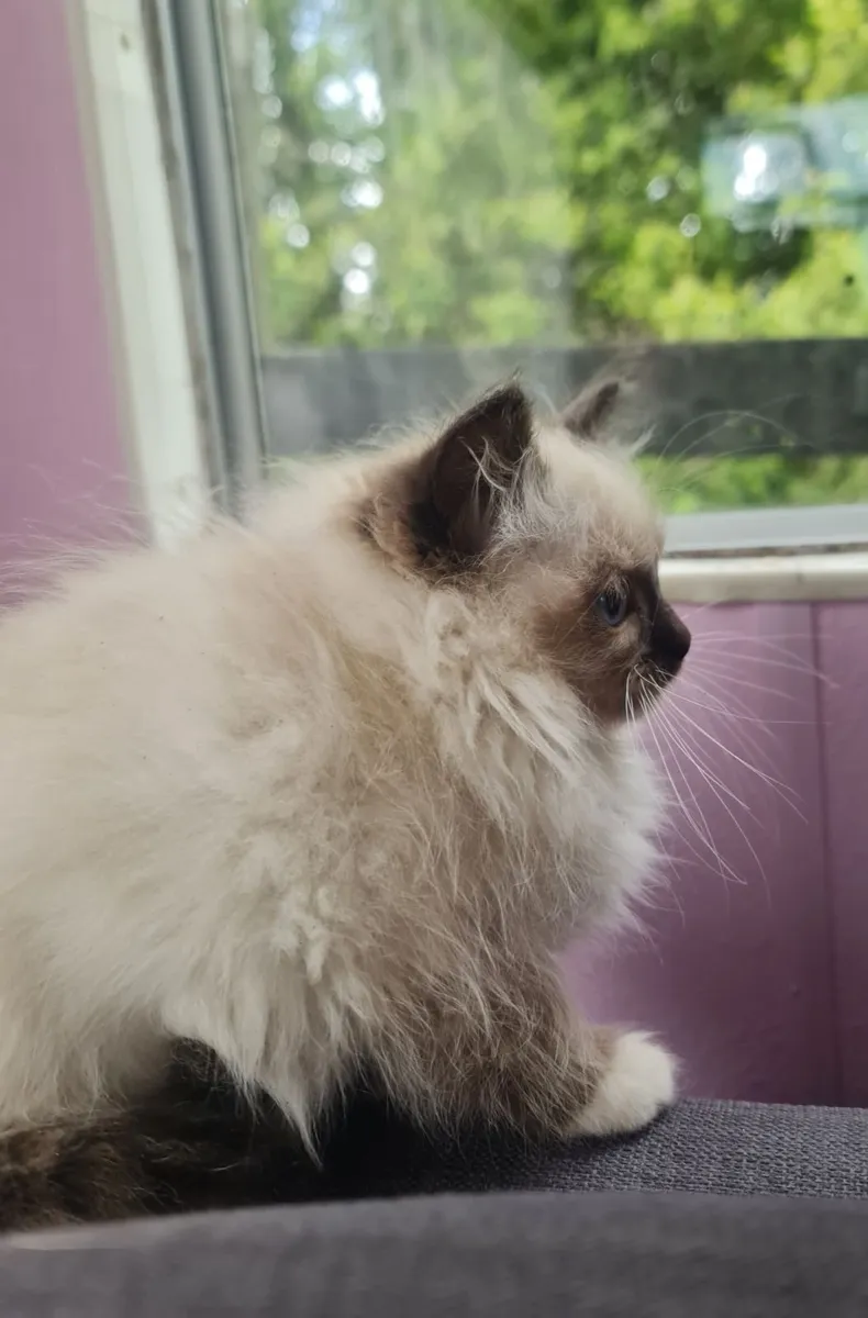 2 Adorable Ragdoll kittens - Image 3