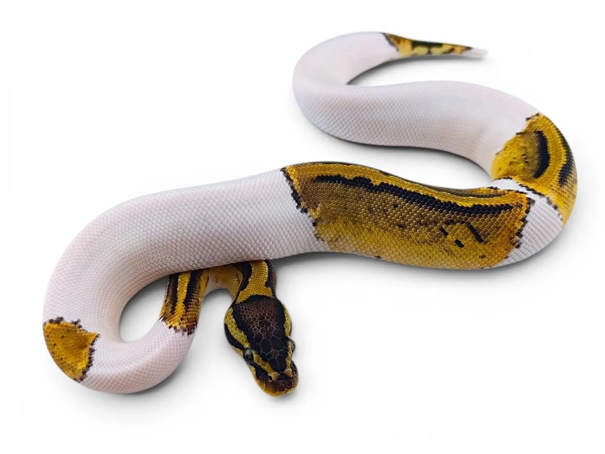 Ball/Royal Python - Image 2