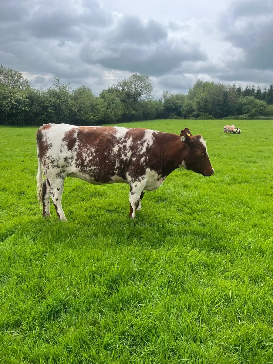 Shorthorn breeding heifer - Image 2