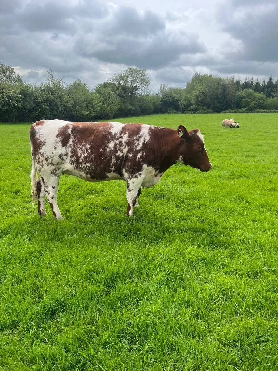 Shorthorn breeding heifer - Image 3