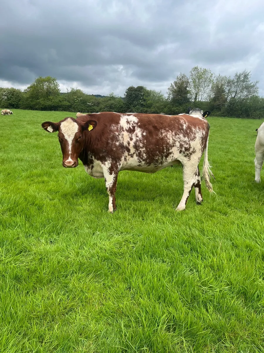Shorthorn breeding heifer - Image 1