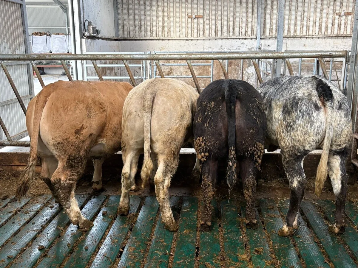 Gort Mart: Thursday 14th May: Special sale - Image 3
