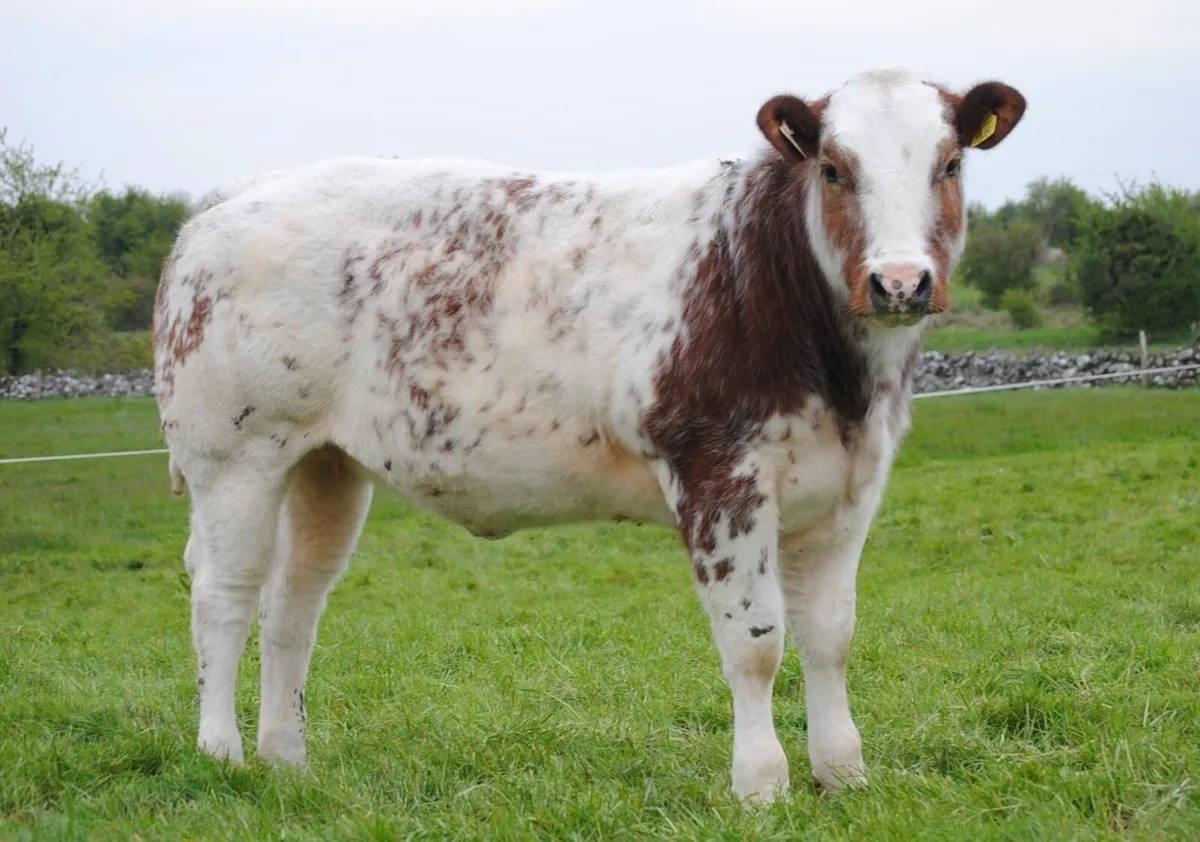 Gort Mart: Thursday 14th May: Special sale - Image 2