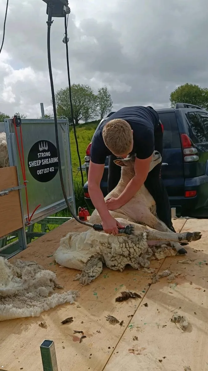 Sheep Shearing - Image 3